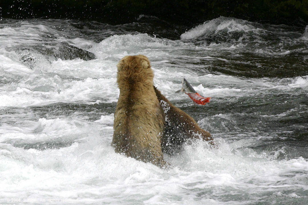 Bears fighting over a salmon... no winners